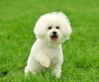 Picture of Bichon Frise running on grass