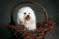 Picture of bichon frise sitting in basket