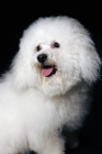 Picture of bichon frise sitting in front of black background