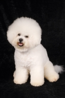 Picture of Bichon Frise sitting on black background