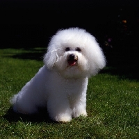 Picture of bichon frise sitting on grass
