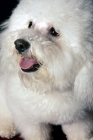 Picture of bichon frise sitting