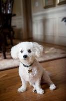 Picture of bichon frise sitting