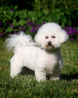 Picture of Bichon Frise standing on grass