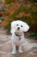 Picture of bichon frise standing