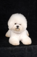 Picture of Bichon Frise winking