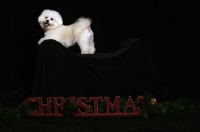 Picture of Bichon Frise, with christmas sign