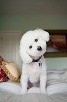 Picture of bichon frise with cocked head