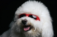 Picture of bichon frise with red sunglasses
