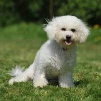 Picture of Bichon Frise