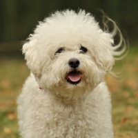 Picture of Bichon Frise