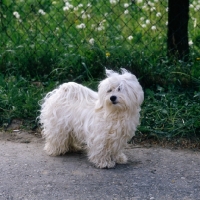 Picture of bichon havanese, looking aside