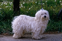 Picture of bichon havanese standing on a path