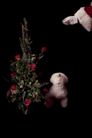 Picture of Bichone Frise with Christmas decorations
