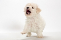 Picture of Bicon Frise puppy, barking