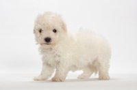 Picture of Bicon Frise puppy on white background