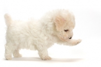 Picture of Bicon Frise puppy, one leg up