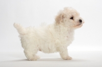 Picture of Bicon Frise puppy, side view