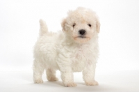 Picture of Bicon Frise puppy standing on white background