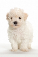 Picture of Bicon Frise puppy standing on white background