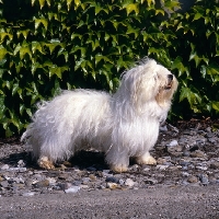 Picture of bimbo de la perle de l'ocean indien, coton de tulear standing on a path