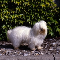 Picture of bimbo de la perle de l'ocean indien, coton de tulear standing on a path