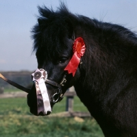 Picture of bincombe vanguard, shetland pony head study