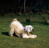 Picture of binheath mickle miss, soft coated wheaten terrier,  play bow