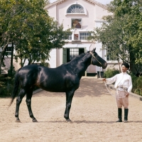 Picture of binom, thoroughbred at malokarachaev, caucasus 