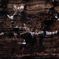 Picture of birds on rock, roca vincente, galapagos islands