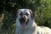 Picture of biriciâ€™s alphie, anatolian shepherd dog, portrait