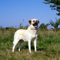 Picture of birici's alphie, anatolian shepherd dog on grass