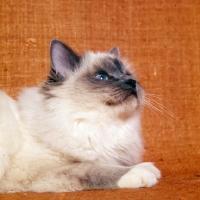 Picture of birman cat, blue point looking up