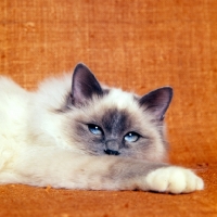 Picture of birman cat, blue point relaxing on sofa