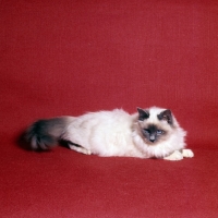 Picture of birman cat blue point 