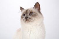 Picture of Birman cat, looking up