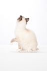 Picture of Birman cat, looking up
