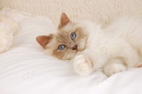 Picture of birman cat lying on a duvet