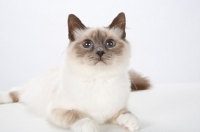 Picture of Birman cat, lying on white background