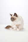 Picture of Birman cat, on white background
