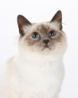 Picture of Birman cat, portrait