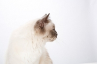Picture of Birman cat, profile on white background