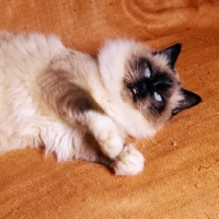 Picture of birman cat, seal point about to strike out