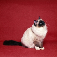 Picture of birman cat, seal point, looking up