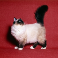 Picture of birman cat, seal point 