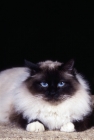 Picture of birman cat seal point
