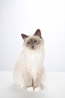 Picture of Birman cat, sitting on white background