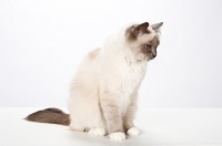 Picture of Birman cat, sitting