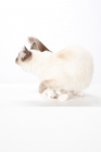 Picture of Birman cat, turning