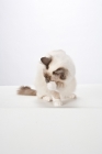 Picture of Birman cat, washing